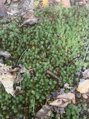 Polytrichum juniperinum