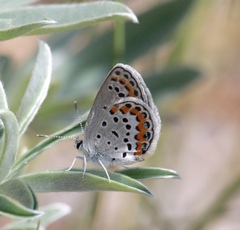 Plebejus melissa