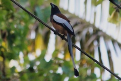 Dendrocitta vagabunda