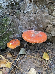 Amanita muscaria