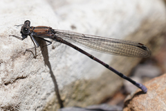 Argia tonto