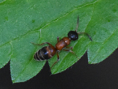 Myrmosa atra