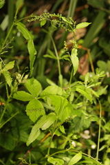 Rumex sanguineus