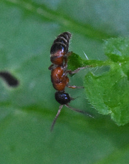 Myrmosa atra