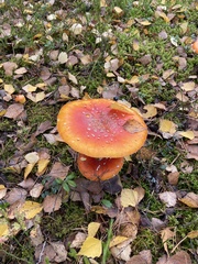 Amanita muscaria