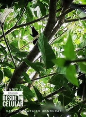 Psarocolius montezuma