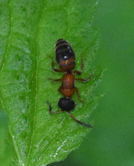 Myrmosa atra