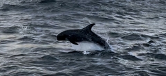Grampus griseus