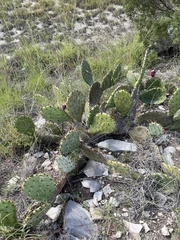 Opuntia lindheimeri