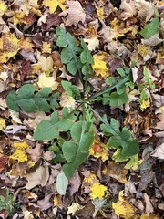 Lactuca biennis