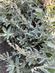 Artemisia ludoviciana