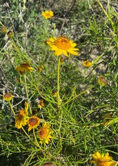 Sidneya tenuifolia