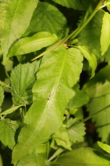 Rumex sanguineus