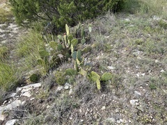 Opuntia lindheimeri