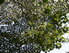 Heliocarpus