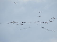 Phalacrocorax carbo