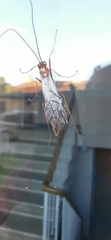 Ophion obscuratus