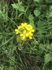 Brassica rapa