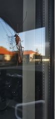 Ophion obscuratus