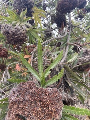 Lyonothamnus floribundus