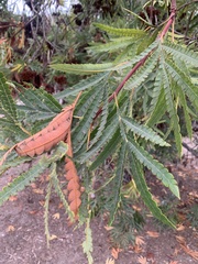 Lyonothamnus floribundus