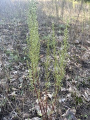 Artemisia campestris