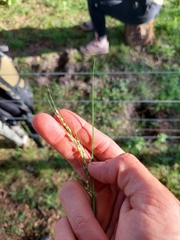 Piptochaetium stipoides