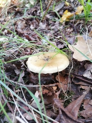 Amanita junquillea