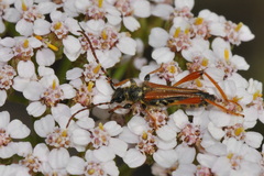 Stenopterus rufus