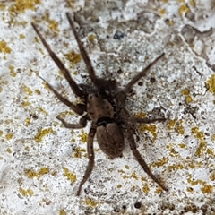 Gnaphosidae