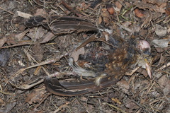 Luscinia megarhynchos