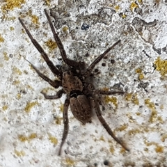 Gnaphosidae