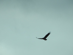 Haliaeetus albicilla