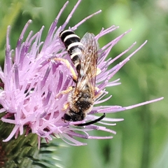 Halictus sexcinctus