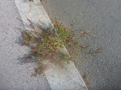 Chenopodium betaceum