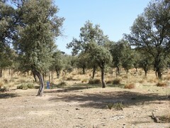 Celtica gigantea