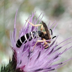 Halictus sexcinctus