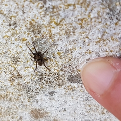 Gnaphosidae