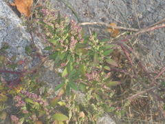 Chenopodium betaceum