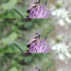 Halictus sexcinctus