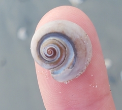 Neverita duplicata