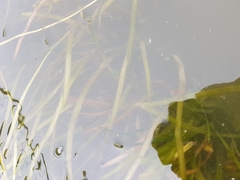 Vallisneria spiralis