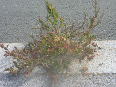 Chenopodium betaceum