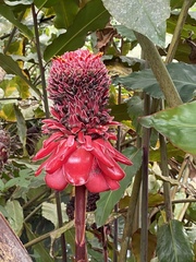 Etlingera elatior