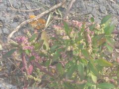 Chenopodium betaceum