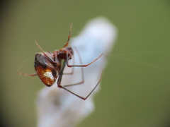 Argyrodes argyrodes