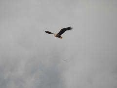 Haliaeetus albicilla