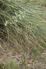 Pimelea flava dichotoma