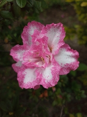 Rhododendron simsii