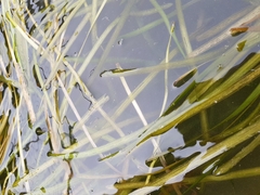 Vallisneria spiralis